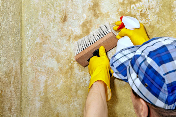 Best Black Mold Removal  in Killeen, TX